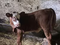 Kuh, Limousin-Kuh — Foto 1