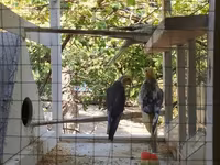 Nimfa (Cockatiel) tutuquşuları və quşlar üçün geniş qəfəs dəsti — Foto 1