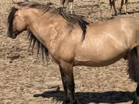 حصان, Kazakh horse — الصورة 2