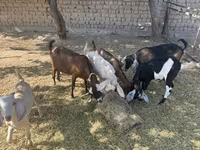 Dişi keçi, Nubian Goat — foto 4