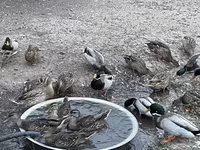 Ducks — Foto 6