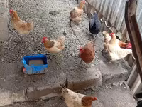 Chickens — الصورة 2