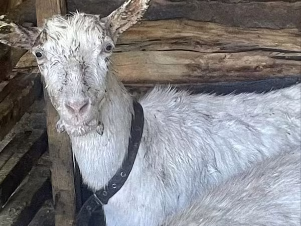 Коза, Зааненская коза