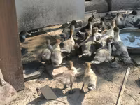 Ducks — 6-сурет