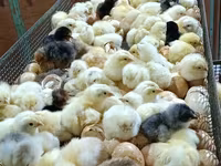 Chickens — foto 5