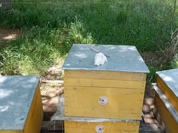 Arılar üçün taxta pətəklər - Material: sıx taxtadan yığılmış korpus