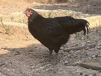Chickens — photo 3