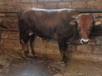 Bulle, Aberdeen-Angus — Foto 2