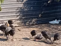 Turkeys — الصورة 5