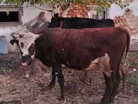 Toro, Simmental cattle — foto 2