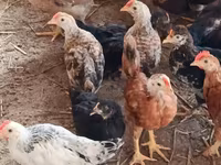 Chickens — الصورة 1