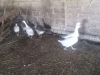 Geese — 照片 2