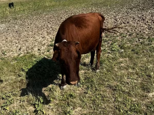 Kuh, Latvian Blue cattle