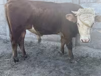 Bulle, Kasachische Weißkopfkuh — Foto 2
