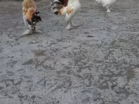 Japanisches Bantam — Foto 5