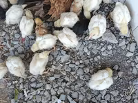 Chickens — الصورة 2