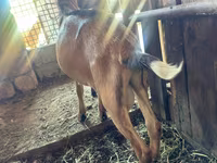 公山羊, Nubian Goat — 照片 3
