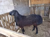 Widder, Hissar sheep — Foto 4