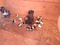 Chickens — Foto 4