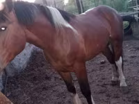 Hengst, Altai horse — Foto 3