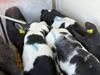 Rinder (Partie, Geschlecht nicht angegeben), Simmental cattle — Foto 8
