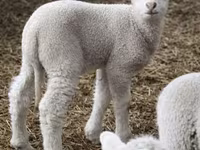 母羊, Sheep — 照片 1