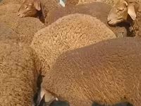 Ram, Sheep — photo 2