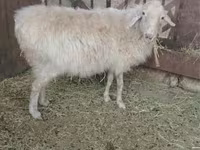 母羊, Sheep — 照片 4