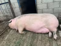 Sow, Pigs — photo 1