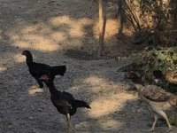 Chickens — Foto 1