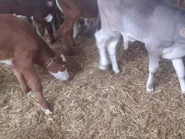 ثور, Simmental cattle