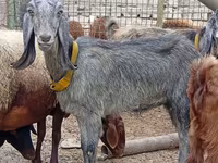 Ziege, Damask goat — Foto 1