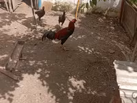 Chickens — الصورة 8