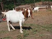 Billy Goat, Boer goat — photo 4
