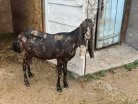 Ешкі, Kamori goats — 6-сурет