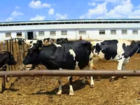 Kuh, Holstein-Rasse — Foto 6