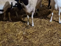 公羊, Dorper sheep — 照片 3