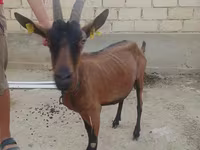 عنزة, الماعز — الصورة 1