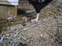 Chickens — 1-rasm