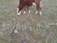 Vaca, Ganado vacuno — foto 5