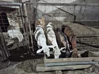Ziege, Saanen goat — Foto 7