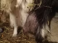 Ziege, Ziegen — Foto 4