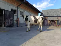Vaca, Raza Holstein — foto 3