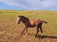 Hengst, Karabakh horse — Foto 2