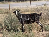 تيس, Alpine goat — الصورة 1