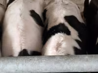 Bulle, Russian Black pied cattle — Foto 6