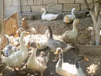 Geese — foto 5