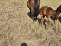 Stute, Kazakh horse — Foto 2