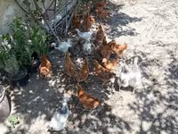 Chickens — 6-rasm