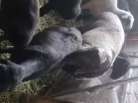 Қошқар, Rhon sheep — 3-сурет